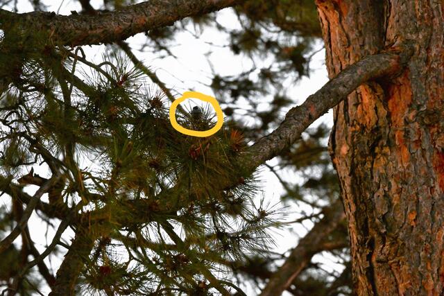 Sie zeigt kalte Schulter, aber sie ist da. :)


Bildrätsel ohne Auflösung:  https://www.meinbezirk.at/wien/imagepost/-bildraetsel-16-tannenmeise-daheim-am-gersthofer-friedhof_i766980

 | Foto: Zuzana Kobesova 2025