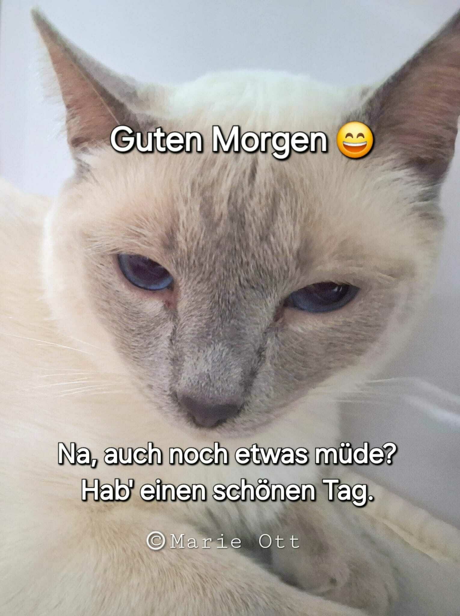 Guten Morgen Und Einen Schönen Tag Italienisch Guten Morgen und einen schönen Tag!