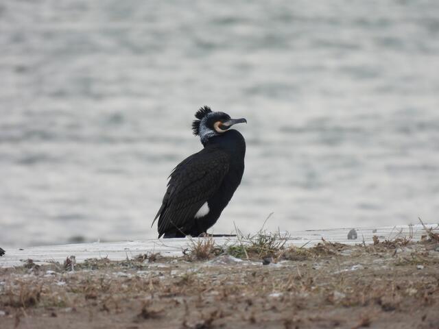 Schwer zu glauben: Dieser Skinhead-Typ hat nicht einfach eine originelle Frisur gewählt. Der Kormoran steckt gerade im Hochzeitskleid. Geschmäcker sind eben verschieden und es steht ihm prächtig 👔👑. 

So der Höhepunkt meiner heutigen Zählung für Global Backyard Bird Count zwischen Handelskai und Nussdorf.
 | Foto: Zuzana Kobesova 2025