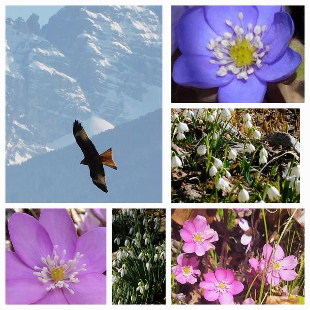 19.02.2025 Leiblfing  &gt; Zirl
Der Frühling  lässt sich nicht mehr aufhalten!  Milan vor den Kalkkögeln! | Foto: Konrad K. 