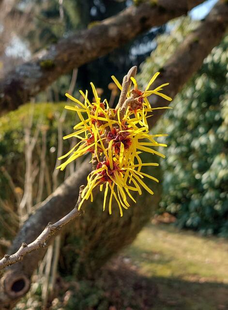 ...sie blüht seit 5. JÄNNER  - meine Hamamelis mollis = ZAUBERNUSS 
- ...ein Lichtblick im Garten - eine Seelenschmeichlerin!

