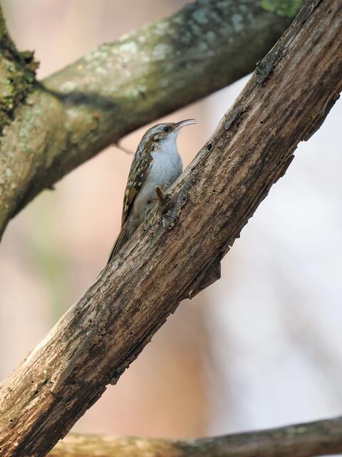 Diese kleinen flinken Vögel klettern flink den Baum hinauf, auf der Suche nach Insekten. Den hier entdeckte ich am Waldrand oberhalb von St.Veit a.d.Triesting. | Foto: Anton Kroh 