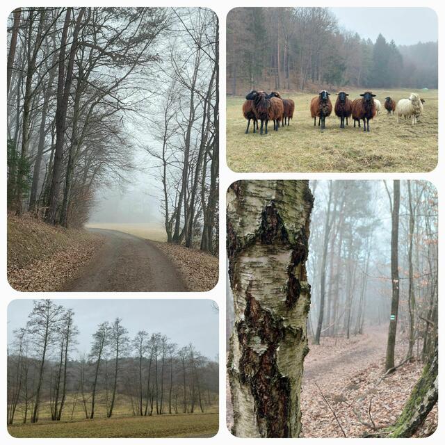 ...auch die farblose Landschaft hat ihre Schönheit! Nur ein kurzer Spaziergang ums Eck... - und schon wieder gibt's neues zu entdecken! 

 | Foto: Monika Petanovitsch 