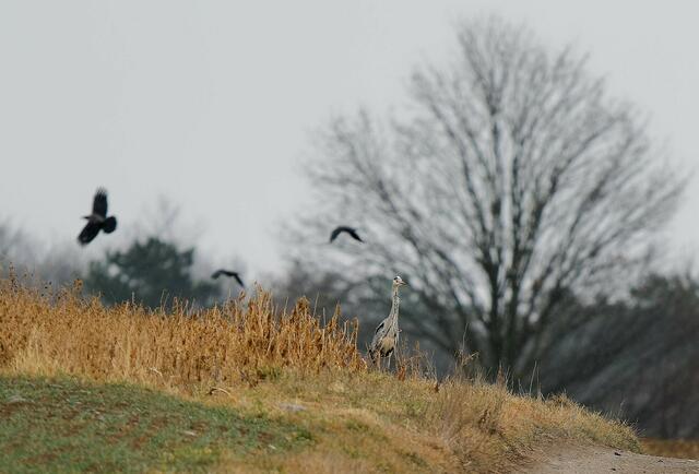 Ein Graureiher hat einen Landeplatz neben einem Feld auf der Anhöhe oberhalb von St.Veit gewählt.
Die Krähen waren offensichtlich nicht erfreut. | Foto: Anton Kroh