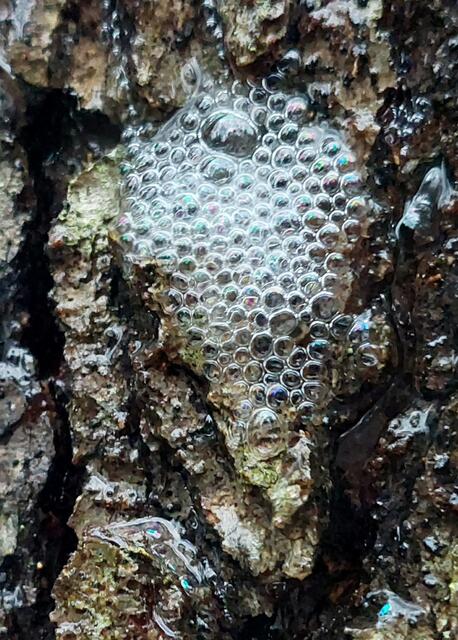 ...endlich der langersehnte Regen für die Vegetation! Warum schäumen die Bäume?
Schau bei meinem BEITRAG vorbei!

 | Foto: Monika Petanovitsch 