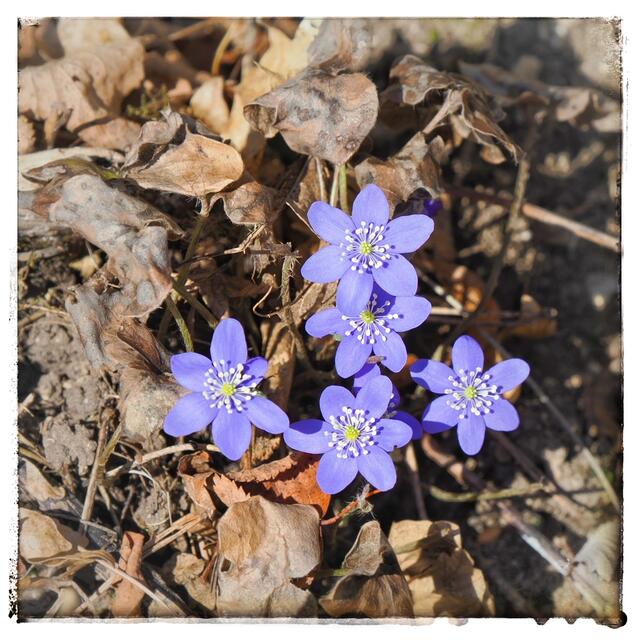 Die Leberblümchen wachsen schon am Waldrand beim Weinerteich in Enzesfeld.  | Foto: Anton Kroh 