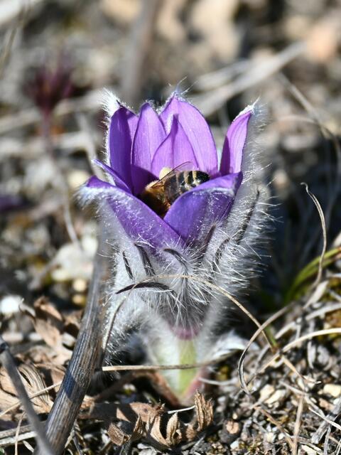 ...und Bienen sind auch schon da
