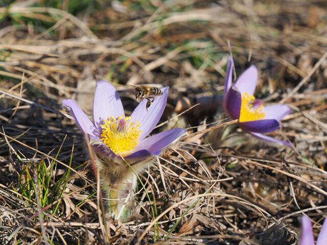 Die ersten Kuhschellen kann man schon auf der Trockenrasenfläche bei Leobersdorf entdecken.  | Foto: Anton Kroh 