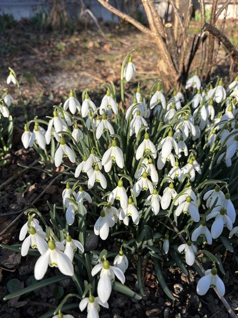 Schneeglöckerl schön