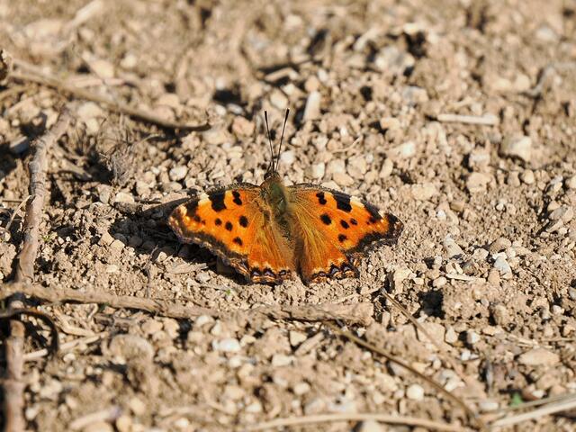Bei milderen Temperaturen erwachen Große Füchse aus Ihrer Winterruhe. Einige flatterten schon am Waldrand bei Gainfarn umher. Dieser breitet gerade seine Flügel in der Sonne aus. | Foto: Anton Kroh 