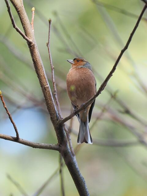 Diesen schönen Buchfink entdeckte ich bei Gainfarn.  | Foto: Anton Kroh 