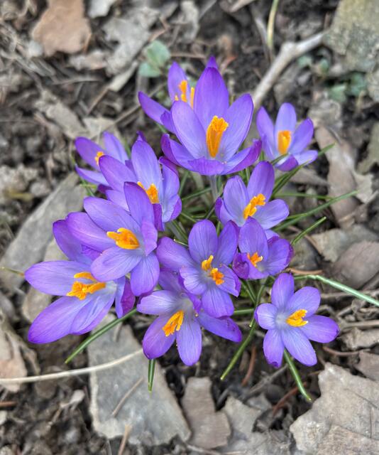 Es treibt Neues im Frühling