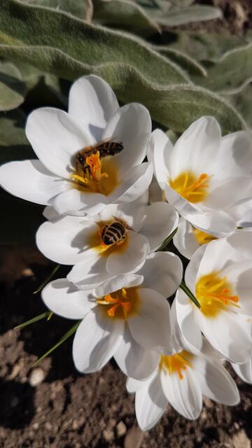 Die Bienen erfreuen sich am Duft der ersten Krokusse | Foto: Gertrude Recinsky