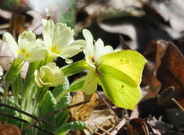 Auch Zitronenfalter sind schon unterwegs, am Waldrand bei St.Veit a.d.Triesting.  | Foto: Anton Kroh 