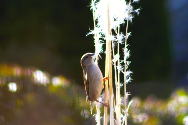 Einkauf im Gartencenter Hausgarten