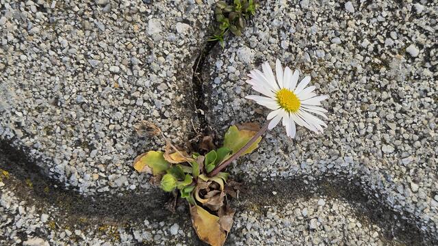 08.03.2025  .. ist der Frühling