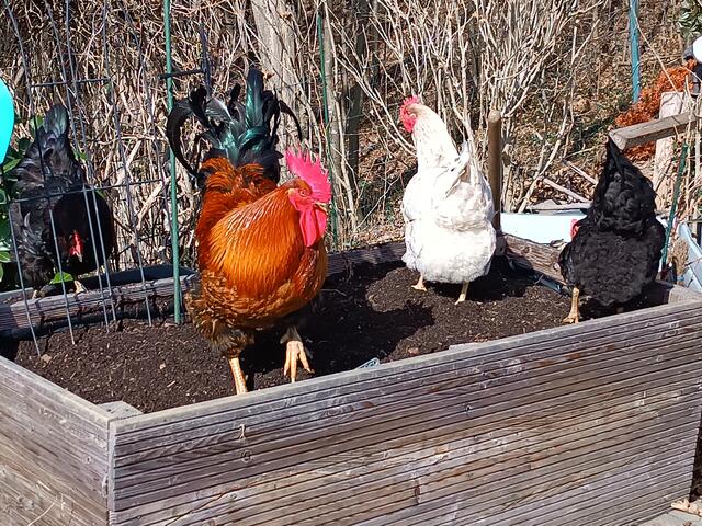 Hilfe bei der Gartenarbeit 😊