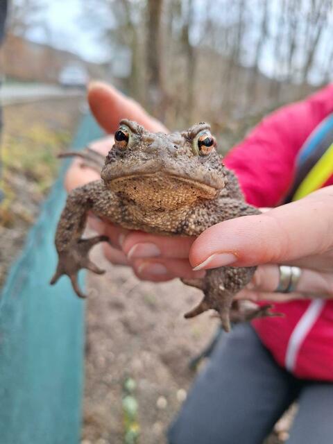 Erdkröte am Amphibienschutzzaun Hanslteich  | Foto: VGT.at