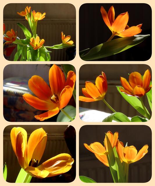 Und die Tulpen sind wahre Sonnenkinder - fast hat man das Gefühl, als würden sie jeden Sonnenstrahl, der durch das Fenster fällt, umarmen wollen