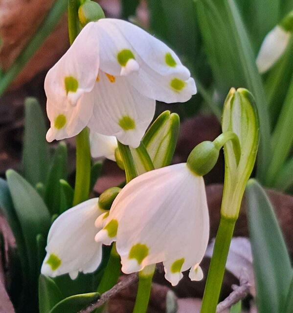 FRÜHLINGS BOTEN  | Foto: EBERHARD ISKRATSCH 