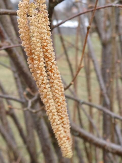 UND JETZT IST DER FRÜHLING DA | Foto: EBERHARD ISKRATSCH 