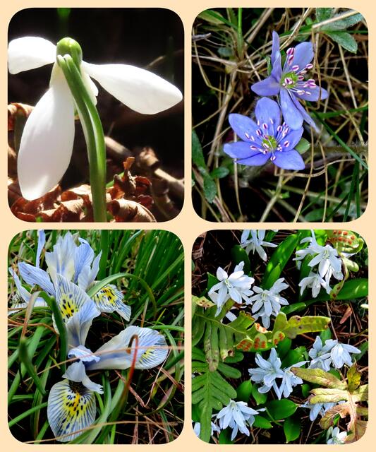 Überall im Garten, zwischen trockenem Laub und Gras wagen sich die ersten Frühlingsblumen als Boten heraus