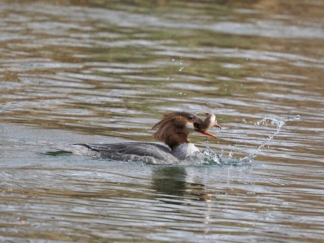 Ein Gänsesäger Weibchen nach erfolgreicher Jagd in der Triesting.  | Foto: Anton Kroh 