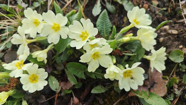 Foto: Erika Knellwolf 