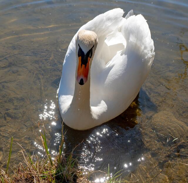 Der Schwan schwimmt in dein Leben und bringt
Dir Ruhe, Ausdauer und Selbstvertrauen.
