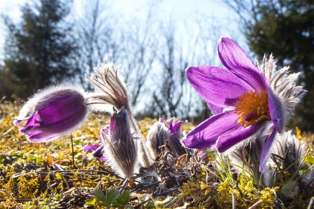 Kuhschelle in Sierninghofen-Neuzeug (Marktgemeinde Sierning). 
Foto: Gerhard Hütmeyer | Foto: GEH-Foto