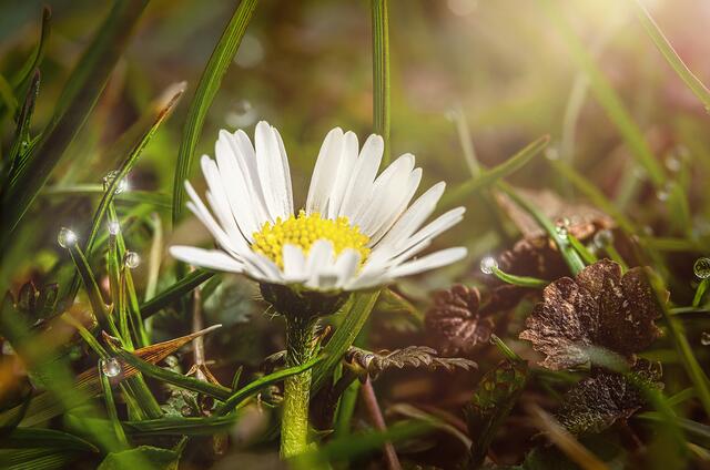 Foto: netpixel.at - Reinhard Loher