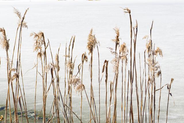Wildsee ist noch zugefroren 