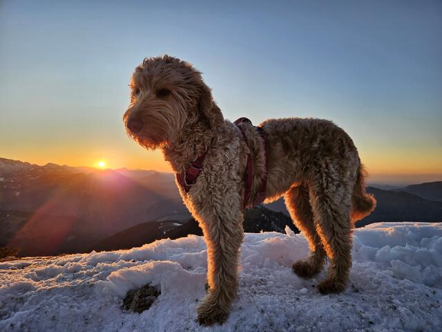 Hund am Almkogel, zu Sonnenuntergang, Großraming | Foto: Christian Hahn