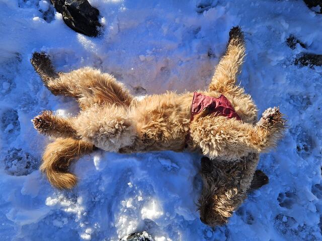 Hund badet im Schnee, Ennser Hütte, Großraming | Foto: Christian Hahn