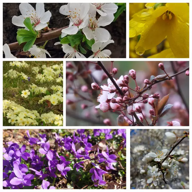 Blumen, Sträucher, Bäume... sie sind wieder bunt. Ich konnte mich für keine entscheiden,  so packte ich die meisten in eine Foto-Collage 🌱🪻🌼🌸☘️. | Foto: Zuzana Kobesova 2025