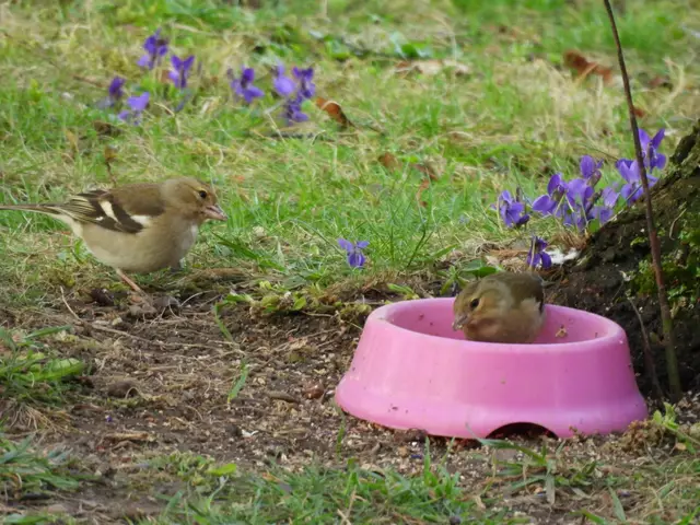 Auf den ersten Blick sind die beiden Weibchen vom Erdboden kaum zu unterscheiden. Zwischen Veilchen und Gänseblümchen machen sie den Garten lebenswert. | Foto: Zuzana Kobesova 2025
