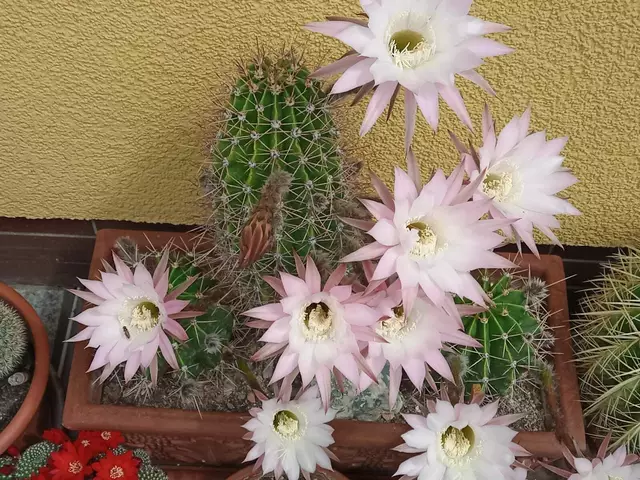 Knigin der Nacht" - Kaktus Flora