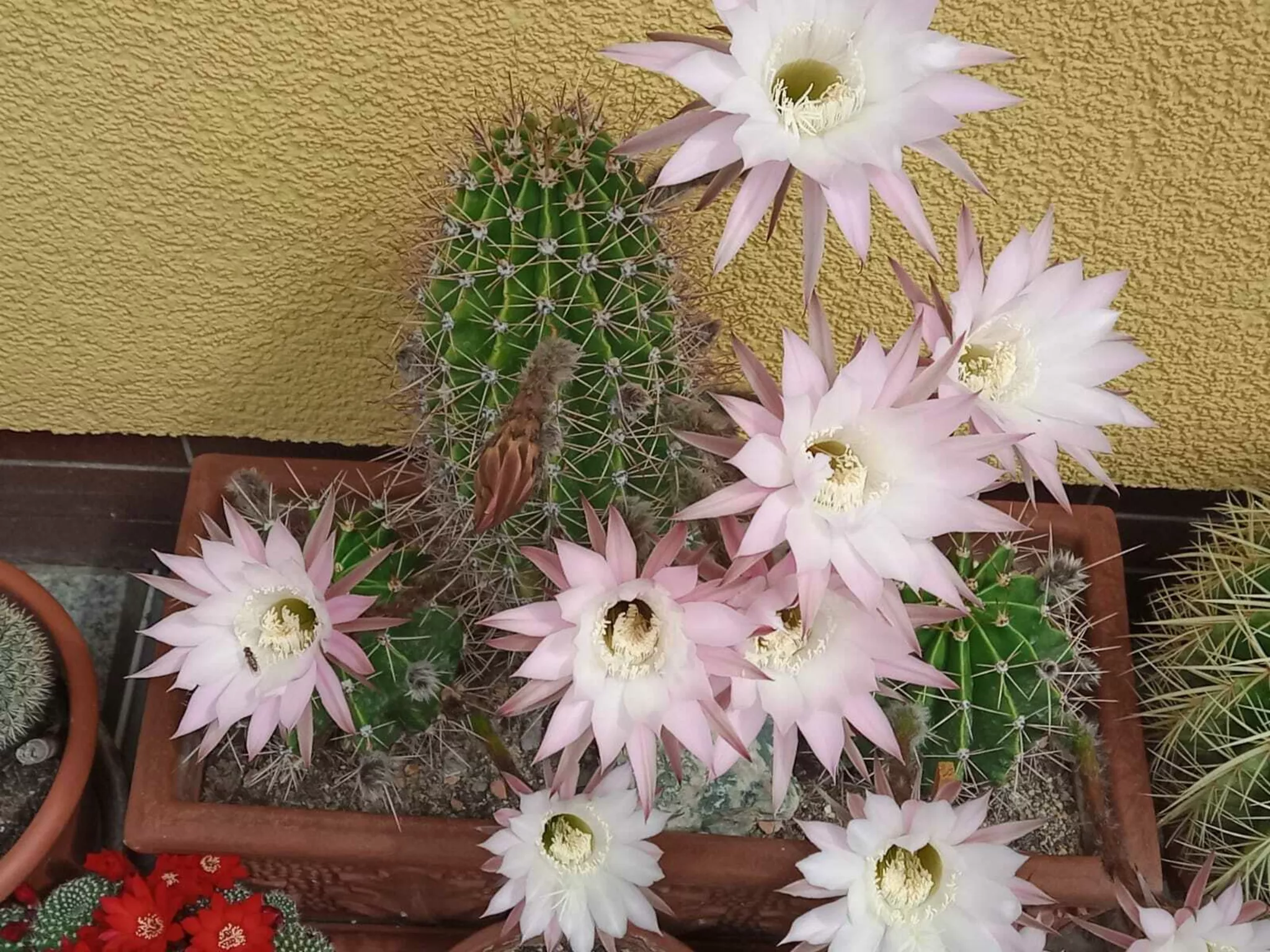 dünger für gummibaum Purgrün Gummibaum-Dünger 1 Liter