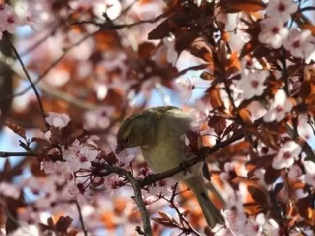  Eine Buchfinkin stöbert in den rosa Blüten und ist dabei selbst in sie gehüllt.  | Foto: Zuzana Kobesova 2025