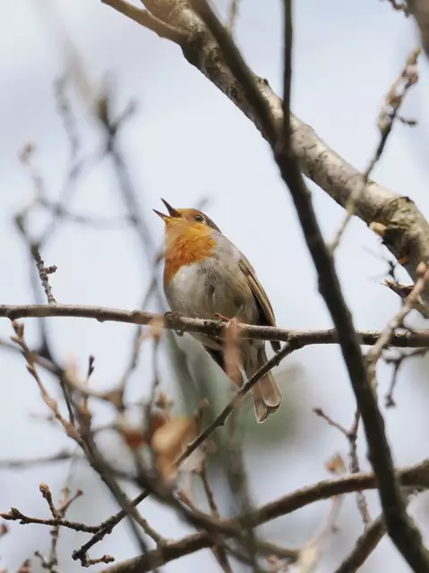 Rotkehlchen am Waldrand oberhalb von St.Veit a.d.Triesting  | Foto: Anton Kroh 