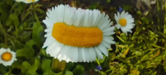 Im eigenen Garten wachsen mehrfach solche Multigänseblümchen.
INNsGRÜN 2025 OÖ Landesgartenschau | Foto: Foto- Film- Computerclub St. Marienkirchen (CFFC)