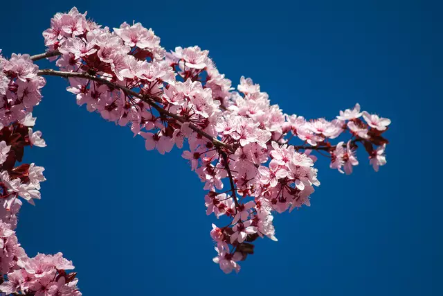 Dieser Link funktioniert nur mehr im Vollbildmodus. Also klickt in das Foto hinein und dann öffnet sich der Vollbildmodus und dort könnt ihr auf den roten Untertitel klicken und dann findet ihr den gesamten Beitrag: 
Japanische Blutpflaume
 | Foto: © by Ing. Günter Kramarcsik