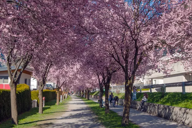 Dieser Link funktioniert nur mehr im Vollbildmodus. Also klickt in das Foto hinein und dann öffnet sich der Vollbildmodus und dort könnt ihr auf den roten Untertitel klicken und dann findet ihr den gesamten Beitrag: 
Japanische Blutpflaume
 | Foto: © by Ing. Günter Kramarcsik