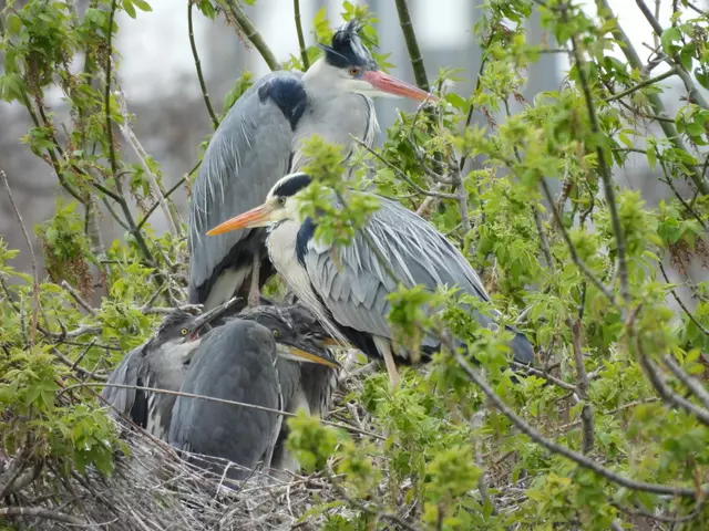 Im Floridsdorfer Wasserpark geht es rund. Die Graureiher-Pärchen bewohnen jeden freien Ast. Und siehe da, in manchen Nestern sind schon Junge geschlüpft. Diese Eltern sind schon voll im Einsatz. Unüberhörbar gackert es um die Wette nach Essen und Körperwärme.  | Foto: Zuzana Kobesova 2025