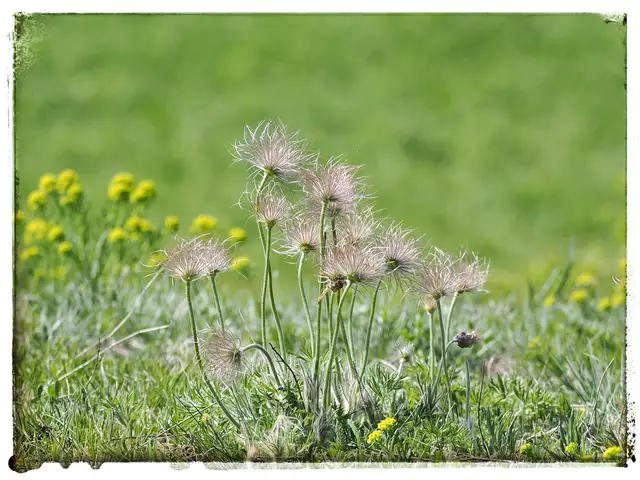 Die Samenstände der Kuhschellen sind auch sehr attraktiv. Diese wurden auf der Trockenrasenfläche auf dem Lindenberg bei Leobersdorf fotografiert. | Foto: Anton Kroh 