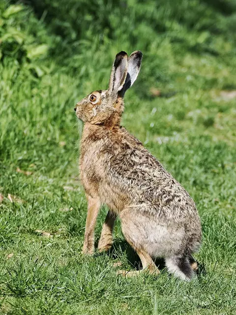 Diesen schönen Feldhasen entdeckte ich auf dem Lindenberg bei Leobersdorf.  | Foto: Anton Kroh 