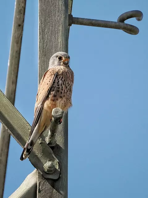 Der Turmfalke hat sich einen Hochspannungsmast als Ansitz ausgesucht, entdeckt auf dem Lindenberg bei Leobersdorf.  | Foto: Anton Kroh 