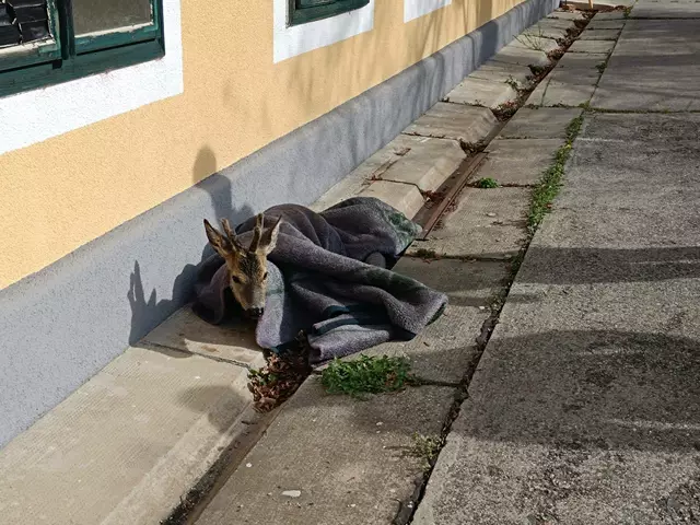 Heute Vormittag rückten wir zu einer Tierrettung am Mühlbach aus – ein Reh war ins Wasser gefallen. Als wir eintrafen, hatte sich das Tier bereits aus eigener Kraft befreit. Nach kurzer Abstimmung mit Polizei und Jägerschaft konnte das Reh wohlbehalten wieder in die Natur entlassen werden. | Foto: FF Traismauer-Stadt