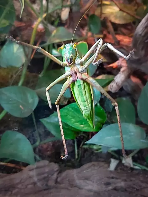 Riesenheuschrecke in den Blumengärten Hirschstetten | Foto: Karmen Erhart