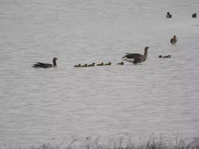Die Lange Lacke ist ein Naturschatz. Es ist der Ort, wo Tier das Sagen haben. Die Gänse mit ihren süßen Kücken stapfen durch die Gegend - Leitgans vorn, Bodyguard-Gans am Ende. Macht Sinn, ich konnte dort jede Menge Greifvögel und Möwen dokumentieren. Für die Menschen bedeutet es allerdings ebenfalls Gänsemarsch, um die Tiere bei der Brut nicht zusätzlich zu stören oder Gefahren auszusetzen. Information zum Verhalten während des Besuchs: 

https://nationalparkneusiedlersee.at/de/routen/lange-lacke-und-woerthenlacken/
 | Foto: Zuzana Kobesova 2025